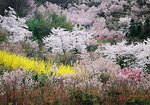 花見山公園　福島市　hanamiyama park Fukushima City